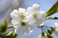 Cherry-Rocher : un vaste vergers de 6000 cerisiers